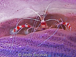 Banded coral shrimp - this guy was in a sponge at about 5... by Andy Boundy 